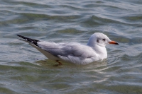 Bildergalerien/Kanaren Wirbeltiere/Voegel 2 Ibisartige-Wuerger/Moewen/Lachmoewe-2g_Larus-ridibundus.jpg